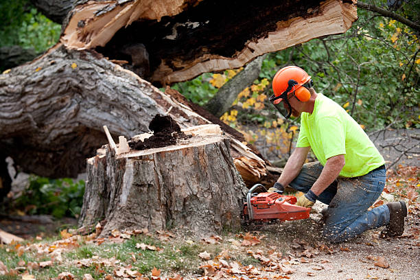 Tree Root Removal in Dover Beaches South, NJ